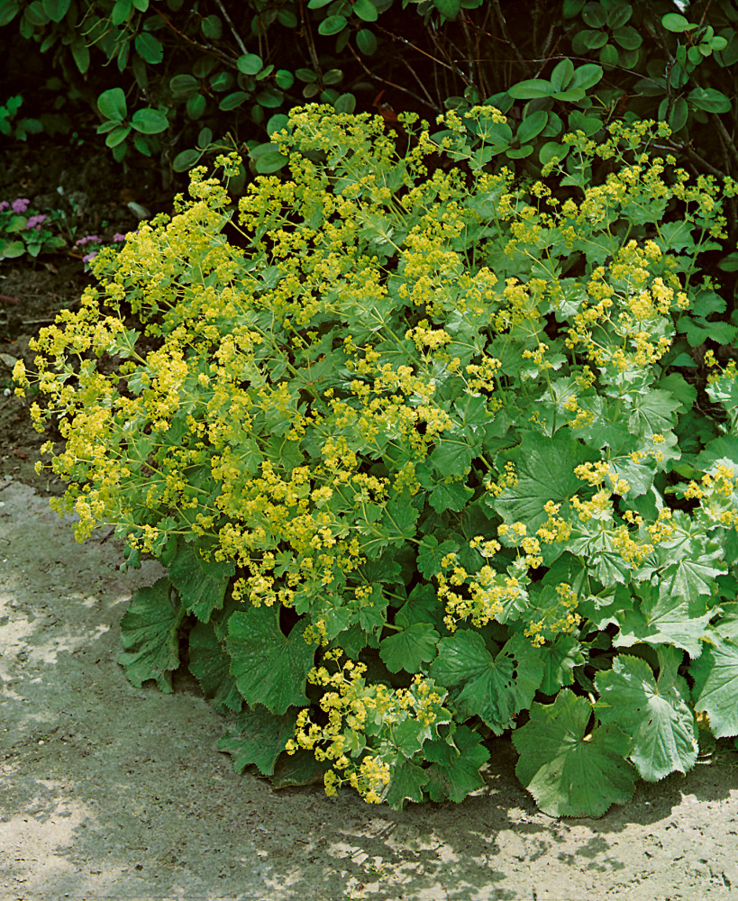 Alchemilla mollis 'Auslese'